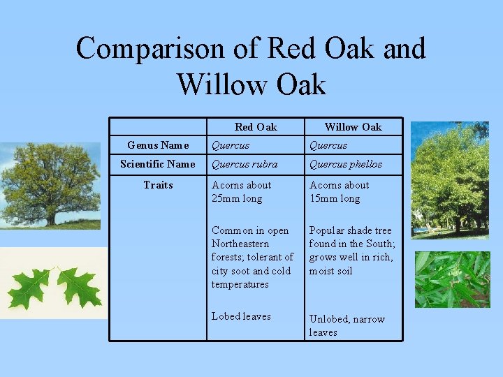 Comparison of Red Oak and Willow Oak Red Oak Genus Name Willow Oak Quercus