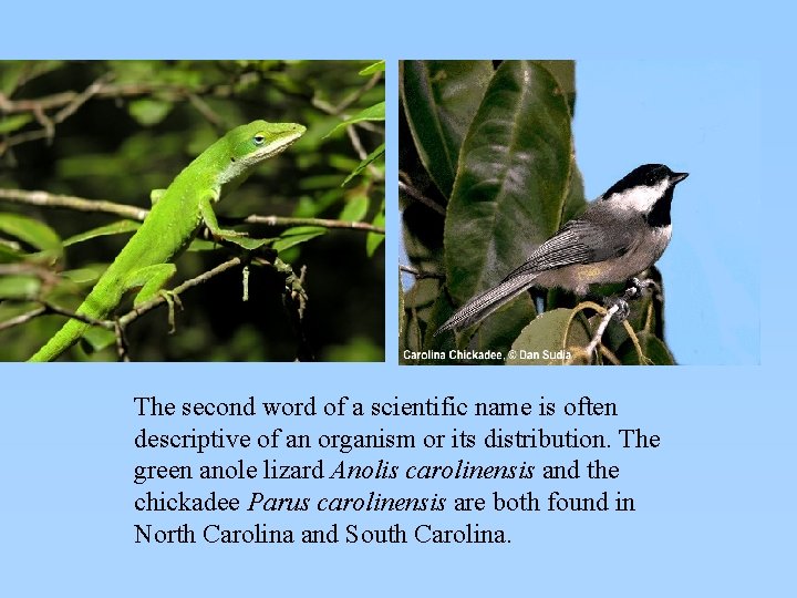 The second word of a scientific name is often descriptive of an organism or