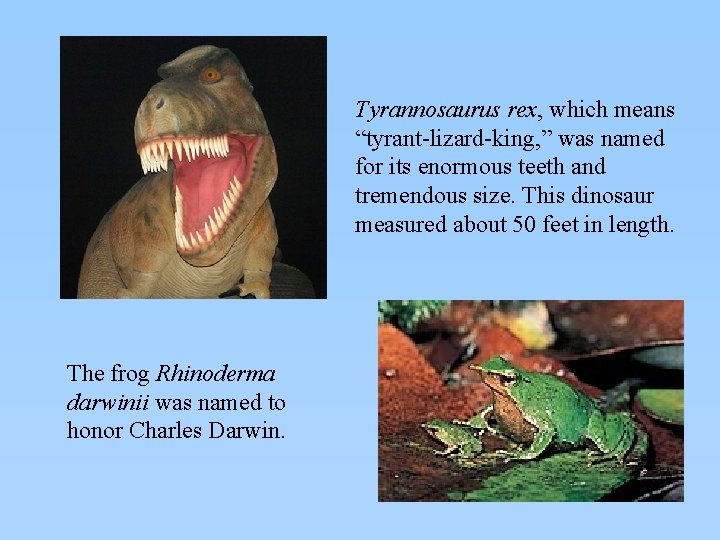 Tyrannosaurus rex, which means “tyrant-lizard-king, ” was named for its enormous teeth and tremendous