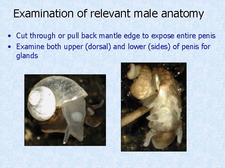 Examination of relevant male anatomy • Cut through or pull back mantle edge to