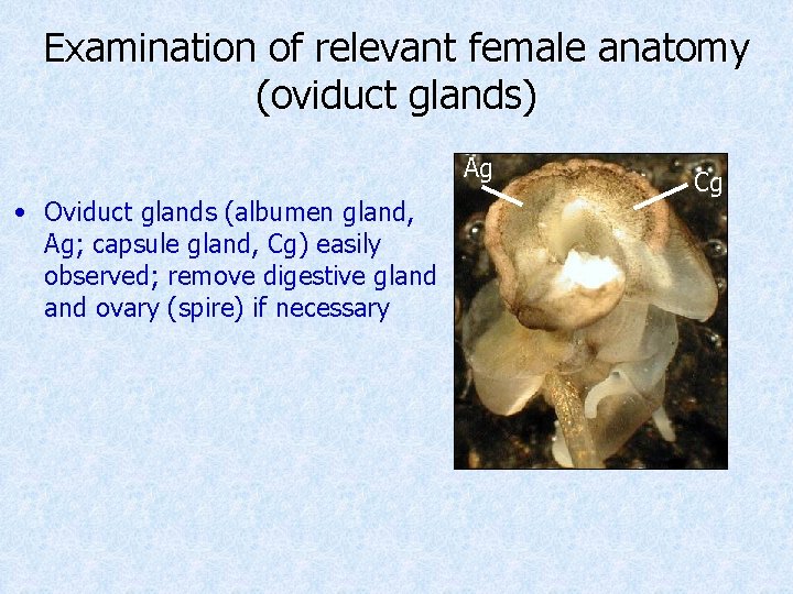 Examination of relevant female anatomy (oviduct glands) Ag • Oviduct glands (albumen gland, Ag;