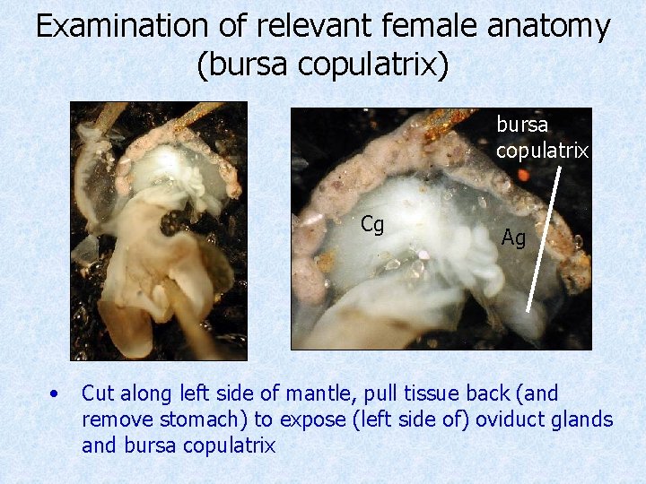 Examination of relevant female anatomy (bursa copulatrix) bursa copulatrix Cg • Ag Cut along