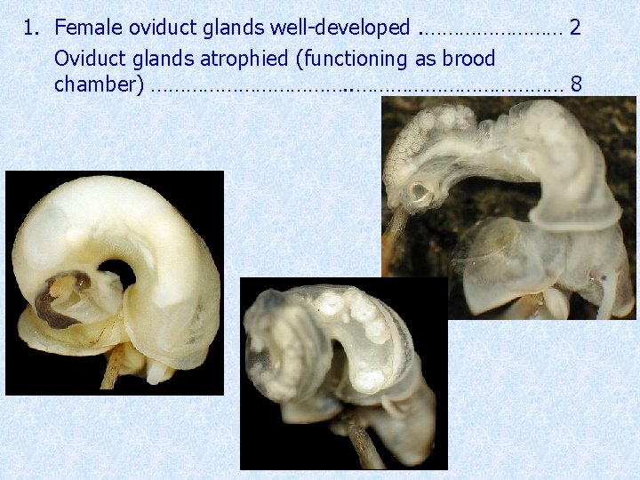 1. Female oviduct glands well-developed. ………… 2 Oviduct glands atrophied (functioning as brood chamber)