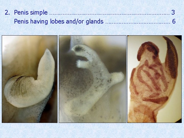 2. Penis simple ……………………………… 3 Penis having lobes and/or glands ………………… 6 