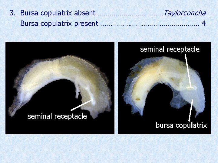 3. Bursa copulatrix absent ………………Taylorconcha Bursa copulatrix present ……………………. . 4 seminal receptacle bursa