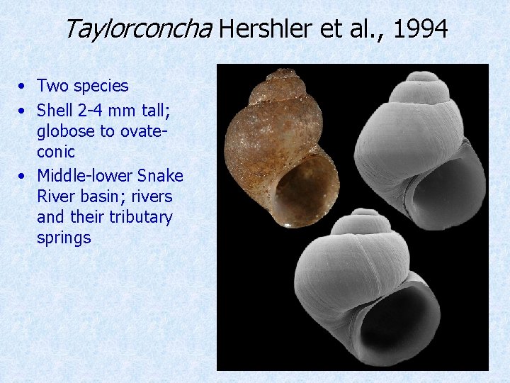 Taylorconcha Hershler et al. , 1994 • Two species • Shell 2 -4 mm