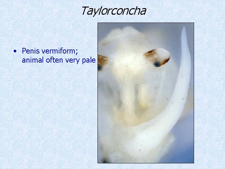 Taylorconcha • Penis vermiform; animal often very pale 