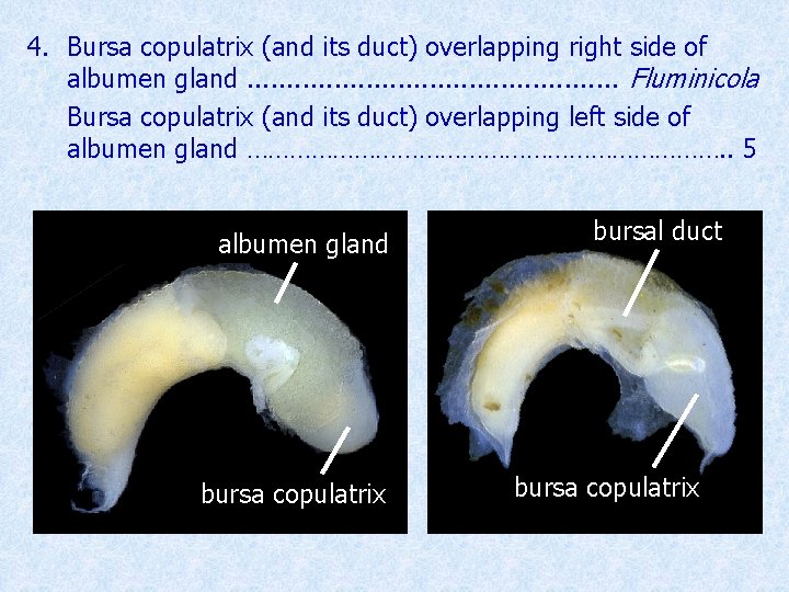 4. Bursa copulatrix (and its duct) overlapping right side of albumen gland. . .