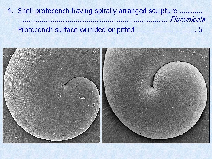 4. Shell protoconch having spirally arranged sculpture. . . . . Fluminicola Protoconch surface
