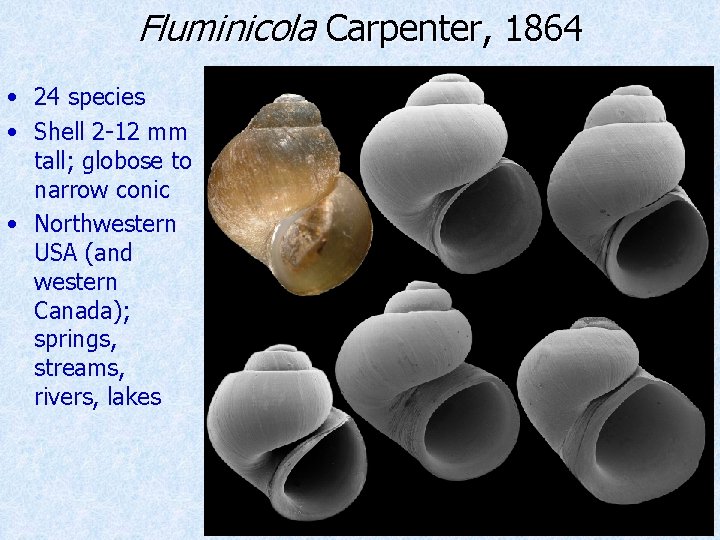 Fluminicola Carpenter, 1864 • 24 species • Shell 2 -12 mm tall; globose to