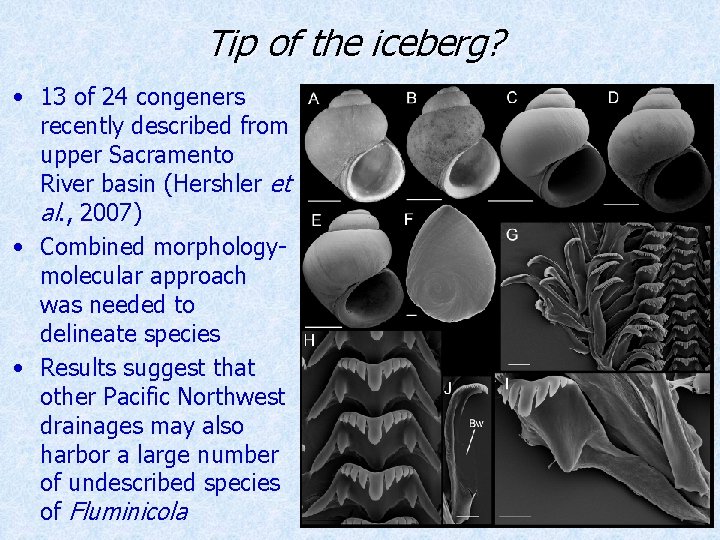 Tip of the iceberg? • 13 of 24 congeners recently described from upper Sacramento