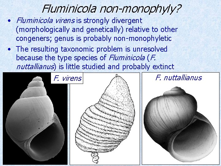 Fluminicola non-monophyly? • Fluminicola virens is strongly divergent (morphologically and genetically) relative to other