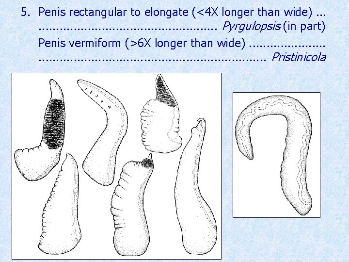 5. Penis rectangular to elongate (<4 X longer than wide). . . . Pyrgulopsis