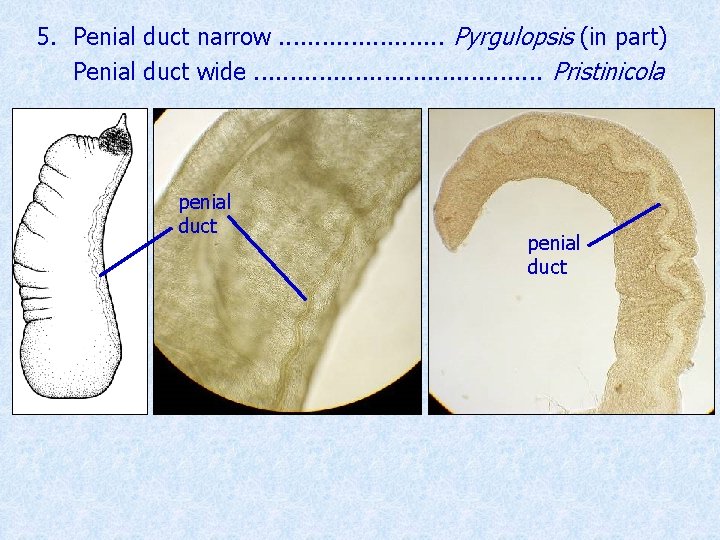 5. Penial duct narrow. . . Pyrgulopsis (in part) Penial duct wide. . .