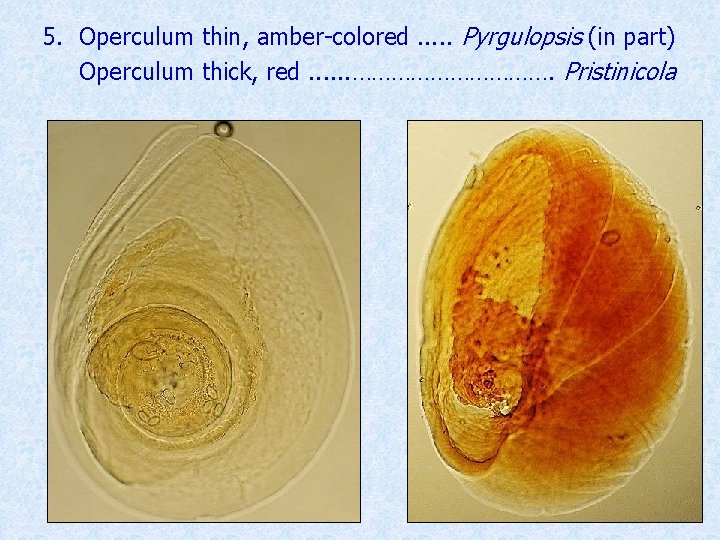 5. Operculum thin, amber-colored. . . Pyrgulopsis (in part) Operculum thick, red. . .