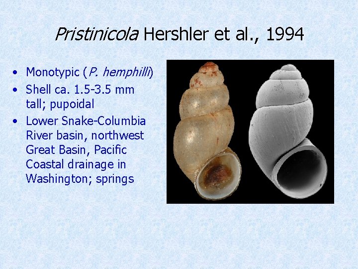 Pristinicola Hershler et al. , 1994 • Monotypic (P. hemphilli) • Shell ca. 1.