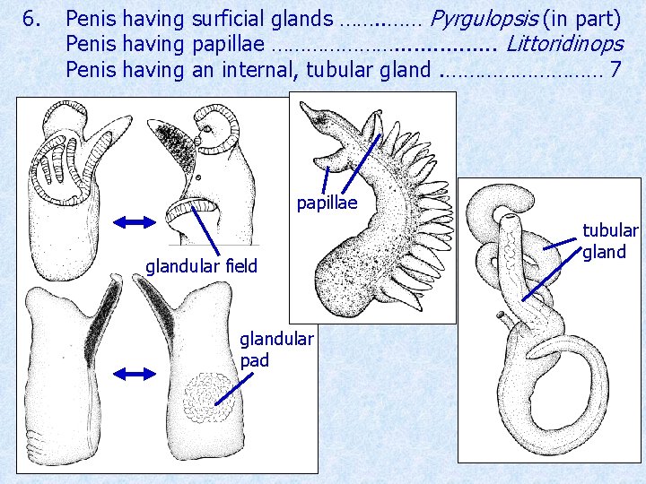 6. Penis having surficial glands ……. . …… Pyrgulopsis (in part) Penis having papillae