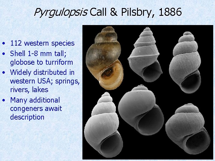 Pyrgulopsis Call & Pilsbry, 1886 • 112 western species • Shell 1 -8 mm