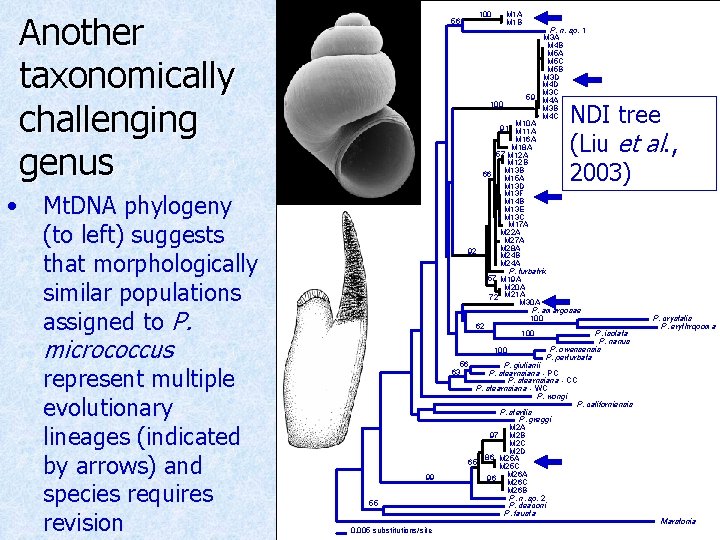 Another taxonomically challenging genus • M 1 A M 1 B P. n. sp.