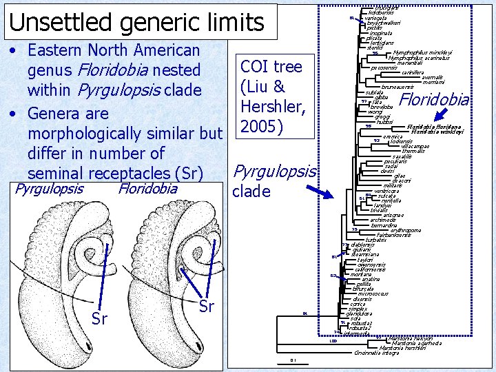 Unsettled generic limits • Eastern North American COI tree genus Floridobia nested (Liu &