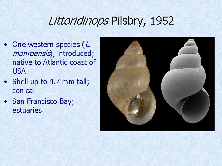 Littoridinops Pilsbry, 1952 • One western species (L. monroensis), introduced; native to Atlantic coast