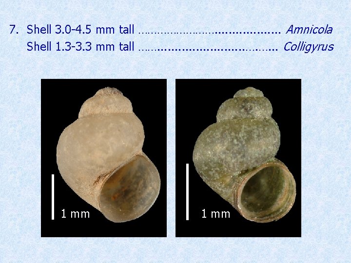 7. Shell 3. 0 -4. 5 mm tall …………. . . . . Amnicola