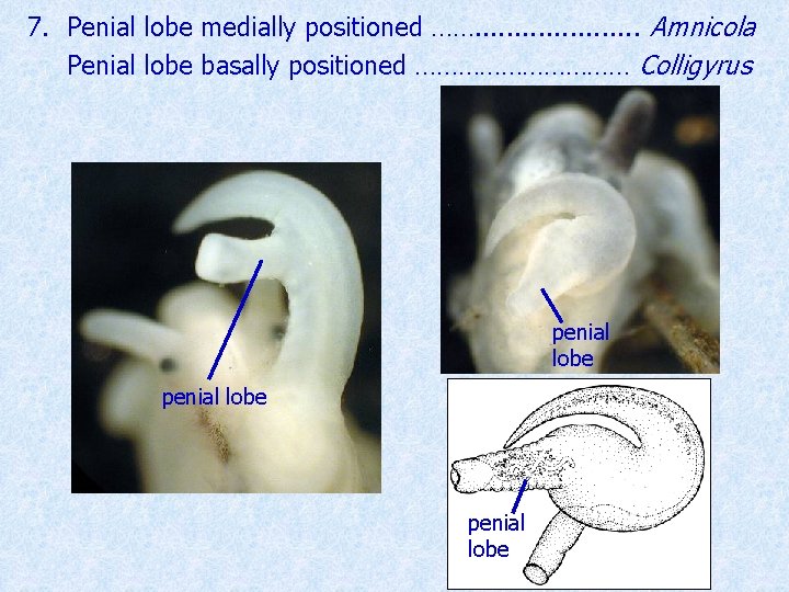 7. Penial lobe medially positioned ……. . . . . Amnicola Penial lobe basally