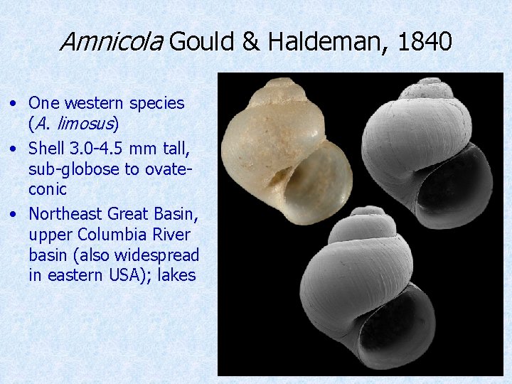 Amnicola Gould & Haldeman, 1840 • One western species (A. limosus) • Shell 3.