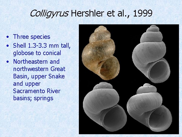 Colligyrus Hershler et al. , 1999 • Three species • Shell 1. 3 -3.