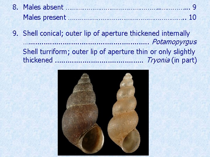 8. Males absent ……………………. . . 9 Males present …………………………. . 10 9. Shell