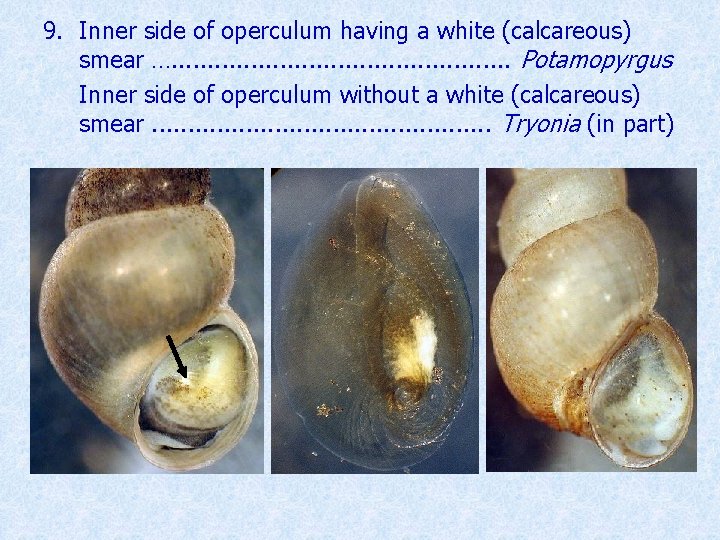 9. Inner side of operculum having a white (calcareous) smear …. . . Potamopyrgus