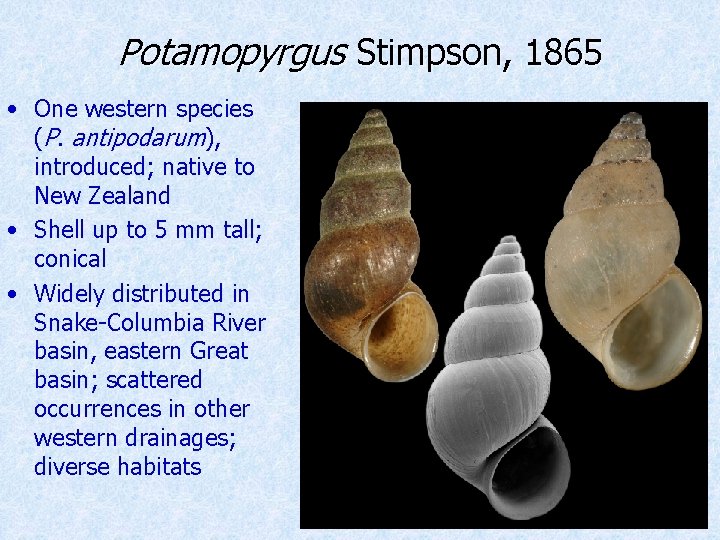 Potamopyrgus Stimpson, 1865 • One western species (P. antipodarum), introduced; native to New Zealand