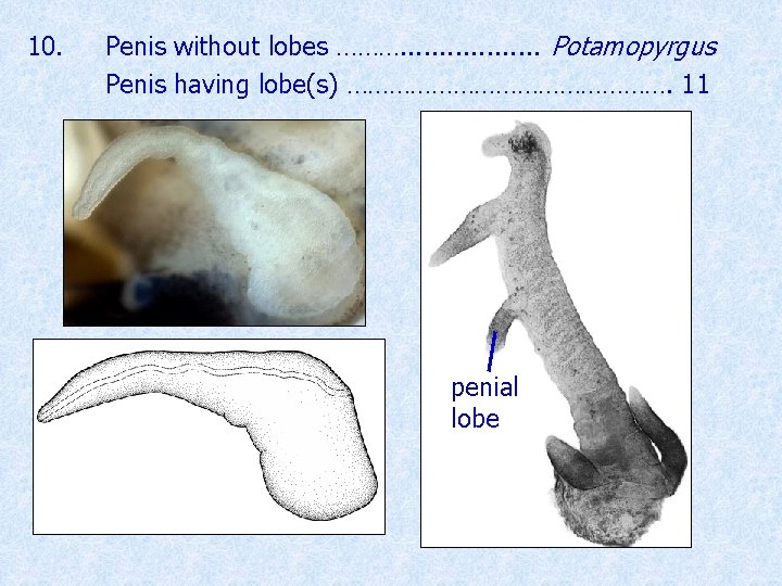 10. Penis without lobes ………. . . . Potamopyrgus Penis having lobe(s) ……………………. 11