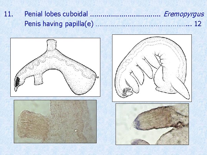 11. Penial lobes cuboidal. . . . Eremopyrgus Penis having papilla(e) ……………………. . .