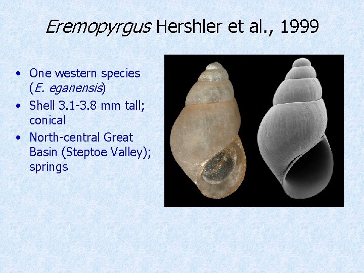 Eremopyrgus Hershler et al. , 1999 • One western species (E. eganensis) • Shell
