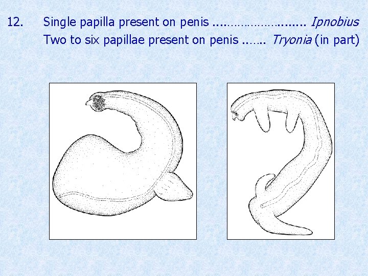 12. Single papilla present on penis. . ……………. . . . Ipnobius Two to