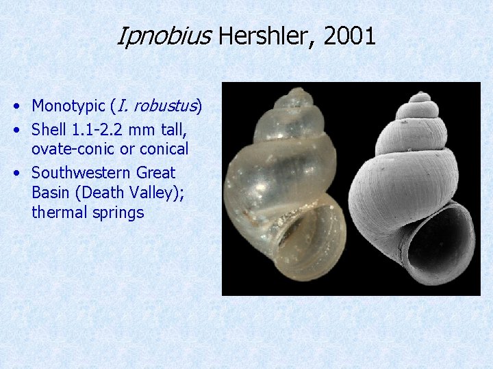 Ipnobius Hershler, 2001 • Monotypic (I. robustus) • Shell 1. 1 -2. 2 mm