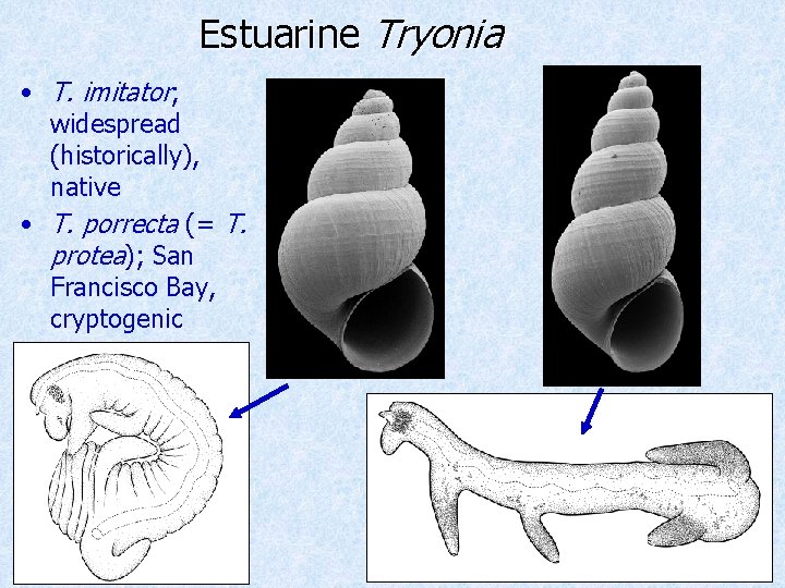 Estuarine Tryonia • T. imitator; widespread (historically), native • T. porrecta (= T. protea);