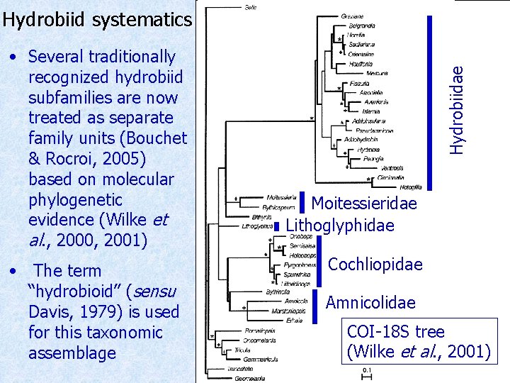  • Several traditionally recognized hydrobiid subfamilies are now treated as separate family units