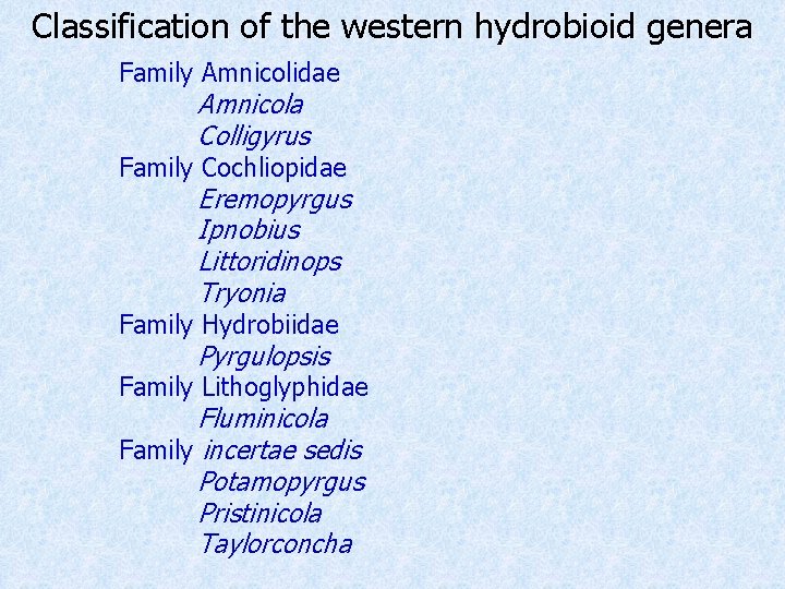 Classification of the western hydrobioid genera Family Amnicolidae Amnicola Colligyrus Family Cochliopidae Eremopyrgus Ipnobius