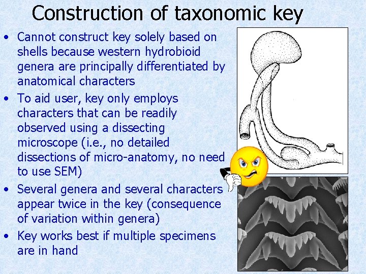 Construction of taxonomic key • Cannot construct key solely based on shells because western