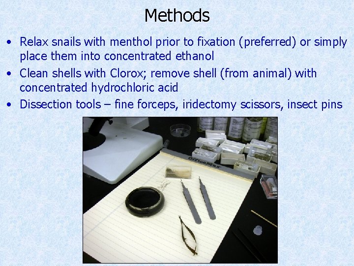 Methods • Relax snails with menthol prior to fixation (preferred) or simply place them