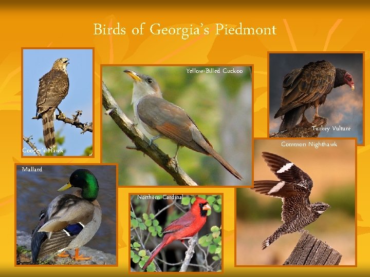 Birds of Georgia’s Piedmont Yellow-Billed Cuckoo Turkey Vulture Common Nighthawk Cooper’s Hawk Mallard Northern