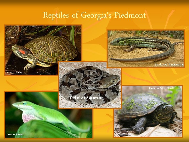 Reptiles of Georgia’s Piedmont Green Anole Six-Lined Racerunner Pond Slider Eastern Mud Turtle Timberland
