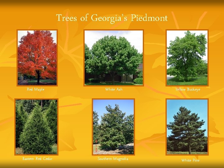 Trees of Georgia’s Piedmont Red Maple Eastern Red Cedar White Ash Southern Magnolia Yellow