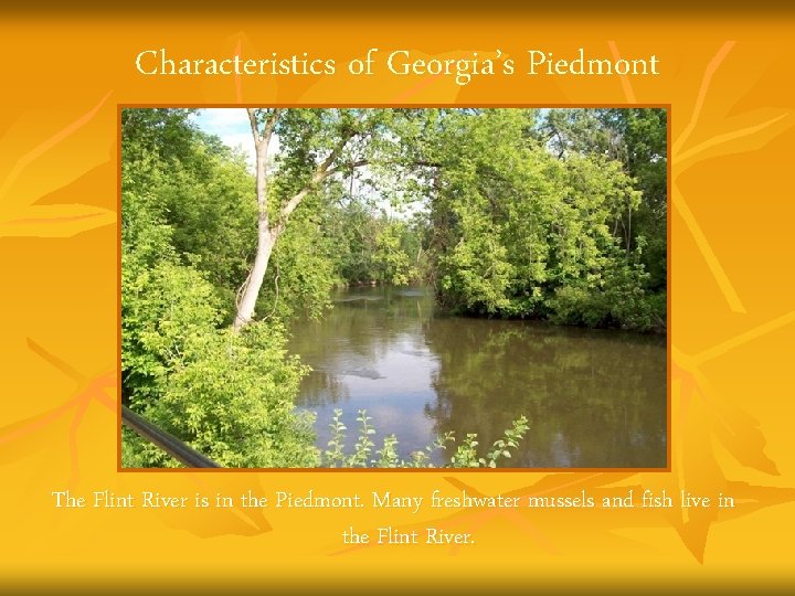 Characteristics of Georgia’s Piedmont The Flint River is in the Piedmont. Many freshwater mussels