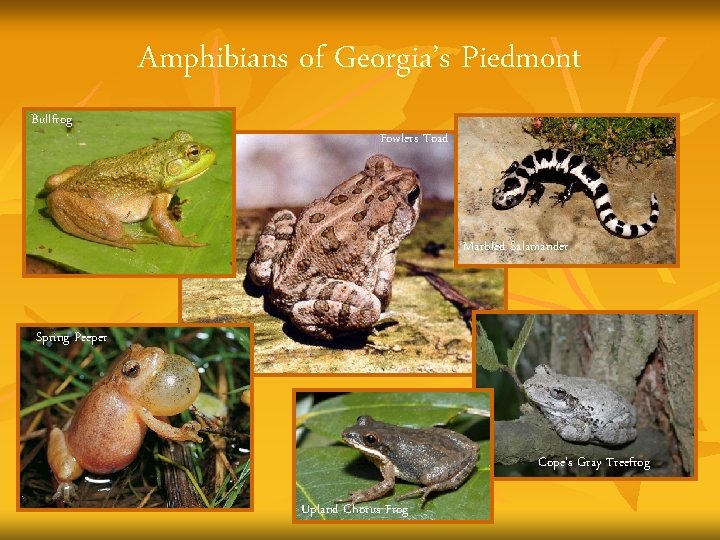 Amphibians of Georgia’s Piedmont Bullfrog Fowlers Toad Marbled Salamander Spring Peeper Cope’s Gray Treefrog