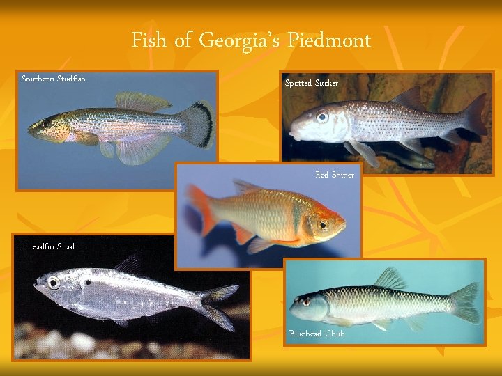 Fish of Georgia’s Piedmont Southern Studfish Spotted Sucker Red Shiner Threadfin Shad Bluehead Chub