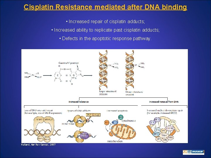 Cisplatin Resistance mediated after DNA binding • Increased repair of cisplatin adducts; • Increased