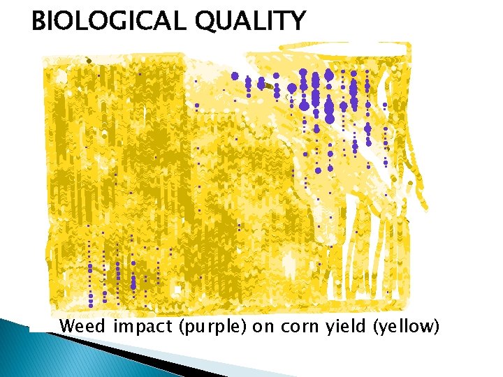 BIOLOGICAL QUALITY Weed impact (purple) on corn yield (yellow) 